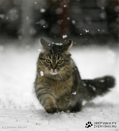 ������ ���� (14 ����)