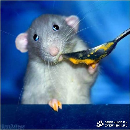 �������� �������� �������� ������ (9 ����)