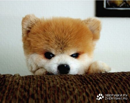 ������� ��� ������� (14 ����)