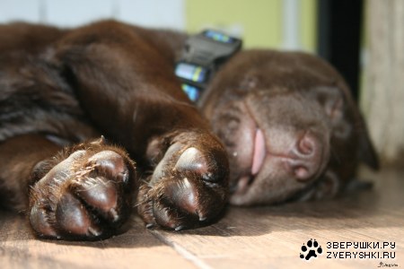 ��� - ���������� ��������!