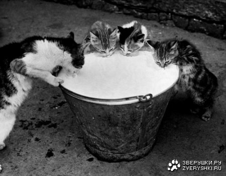 ������������� ����� ����� (21 ����)