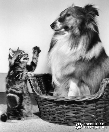 ������������� ����� ����� (21 ����)