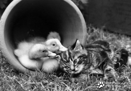 ������������� ����� ����� (21 ����)