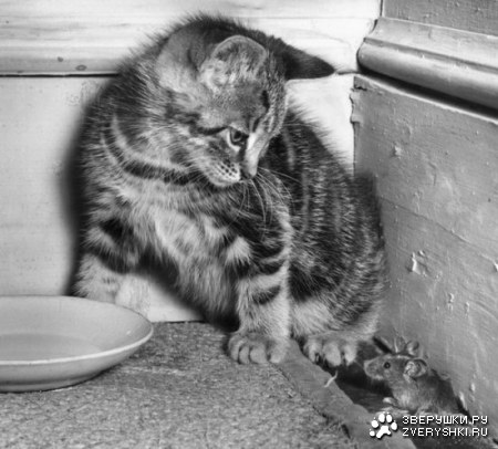 ������������� ����� ����� (21 ����)