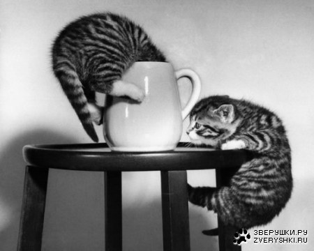 ������������� ����� ����� (21 ����)