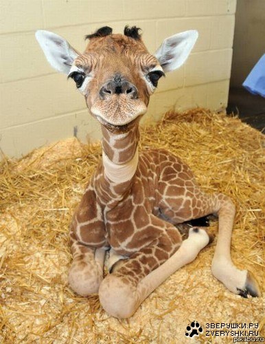 ��������� ������� ;)