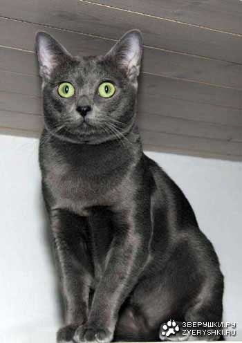 ������� ����� (8 ������)