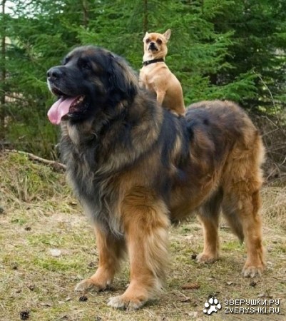 �����, ��� ������ ��! :)