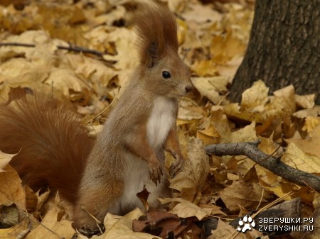 ��������, �����, ������� (11 ����)