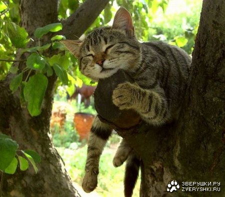 ������� (10 ����)