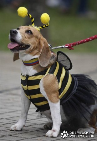 ������� �������� � ��� (18 ����)