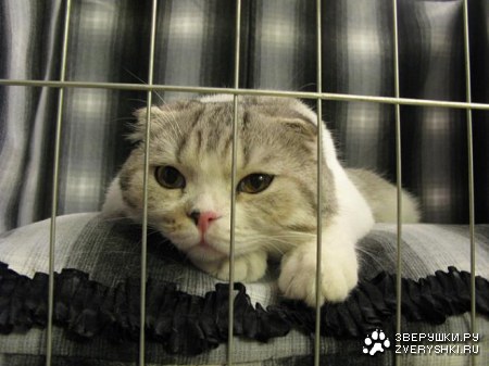 �������  �������� (11 ����)