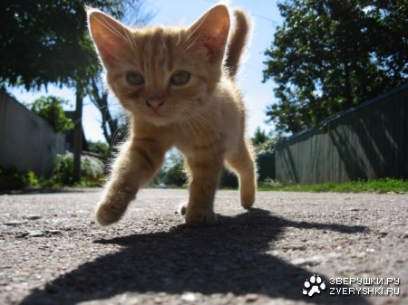 ������ :)