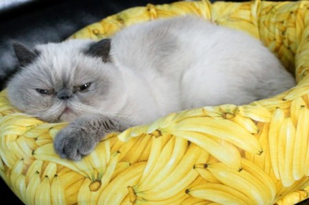 ��� � ������� ;)