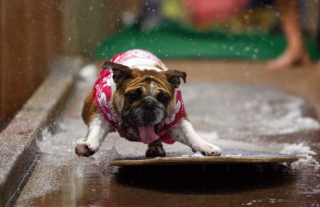 ������ �������� (7 ����)