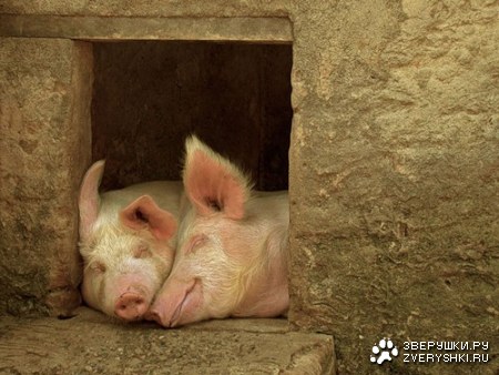 ��� � ������� :)