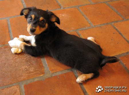 ������� ������� ;)