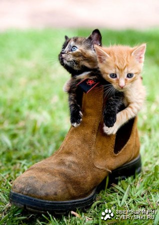 �������� � ������� (14 ����)