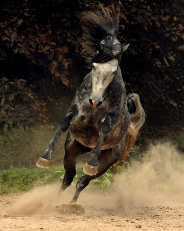 ������ (10 �������� ����)