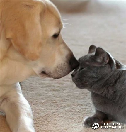 � ��-���� ��� ����������...