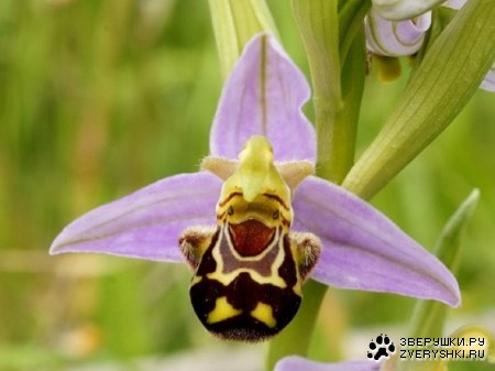 ������ �������� :)