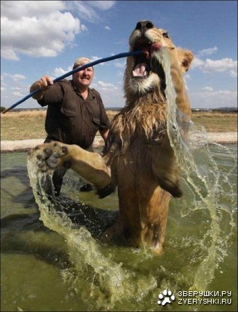 �������� ������ ������ (4 ����)