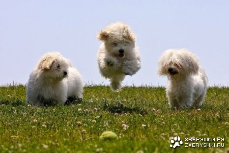 ���� (14 ����)