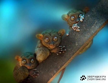 ���� (14 ����)