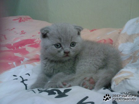 ������, ��������?! :)