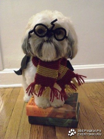 �������� �������� �������� �� ��������� (10 ����)