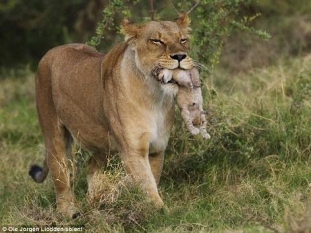 ������ �� ����� ������� (6 ����)