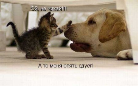 ������ �������� (9 ����)