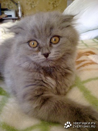 ��� ����� (5 ����)