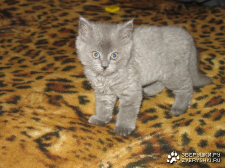 ��� ���� (6 �������� ����)