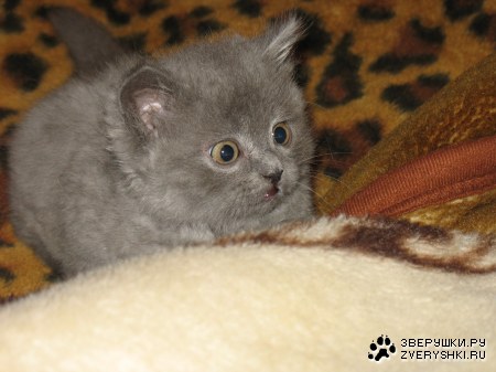 ��� ���� (6 �������� ����)