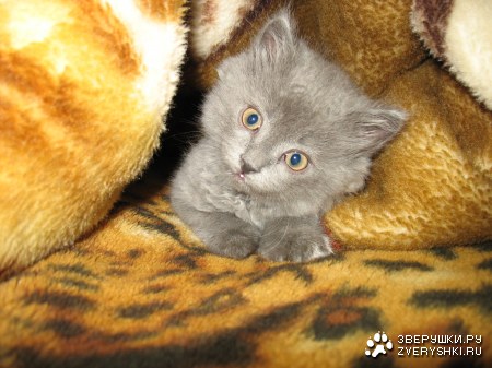 ��� ���� (6 �������� ����)