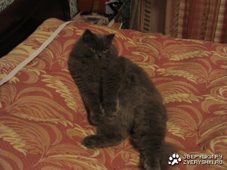 ��� ���� (6 �������� ����)