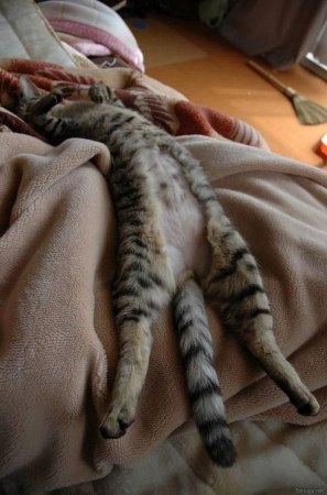 ������� ����� (8 ������)