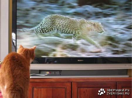 �������� ���� ����� �������� ��������� (23 ����)