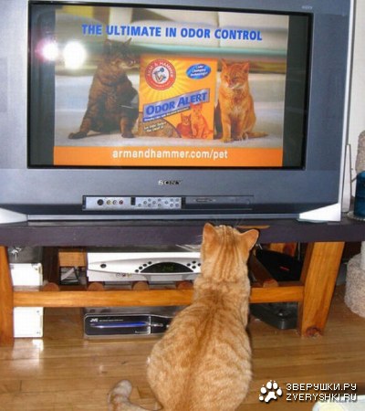 �������� ���� ����� �������� ��������� (23 ����)