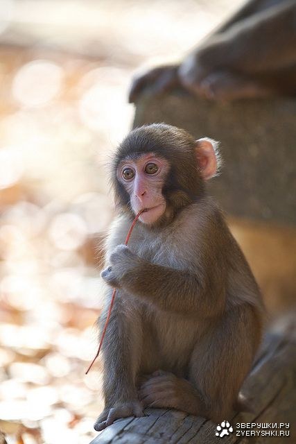 ���������� �������� ��������� (17 ����)