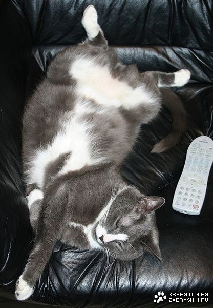 ����-��������� (11 ����)