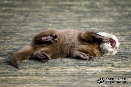 ������������� ����� :)