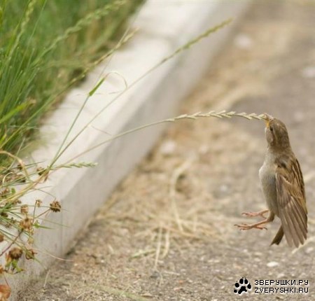 �������� �������� (5 ����)