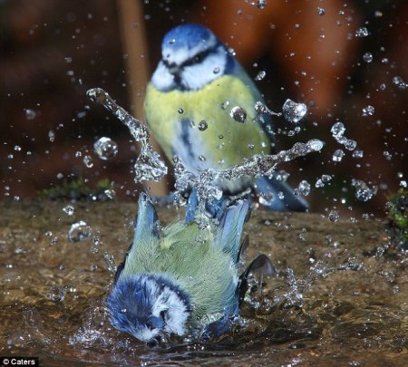 ������� (3 ����)