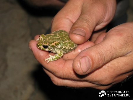 ������� :)