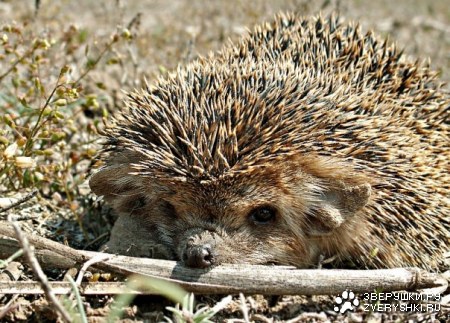 ���� ��� ���� ������ :)