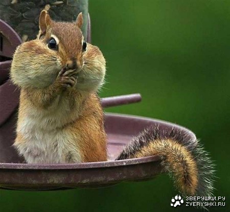 ���������� �������� (12 ����)