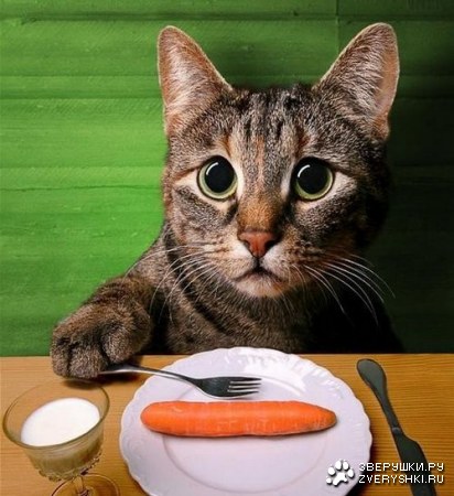 ���������� �������� (12 ����)