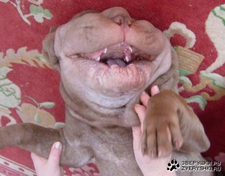 ���������� �������� (12 ����)